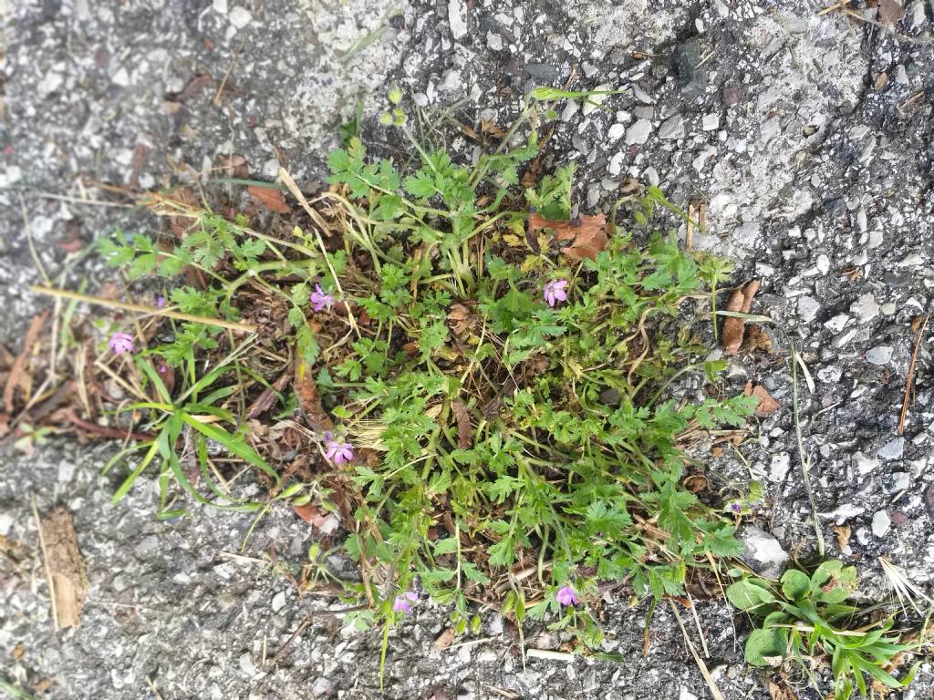 Erodium moschatum?